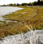 The St. Lawrence bank viewed from Regard-sur-le-Fleuve Park