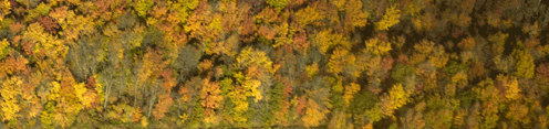 Aerial view of a forest