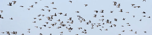 Numerous birds taking flight