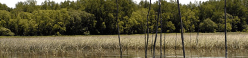 Commercial fishermen’s stakes in a channel