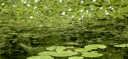 White flowers of the European frogbit