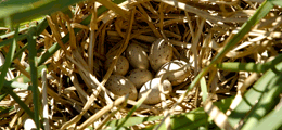 Common Moorhen's nest