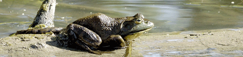 American Bullfrog