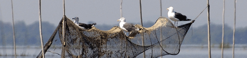 Great Black-backed Gulls perched on a funnel-shaped net called “verveux”