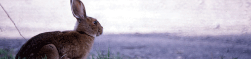Snowshoe hare