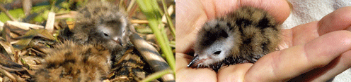 Young Black Terns