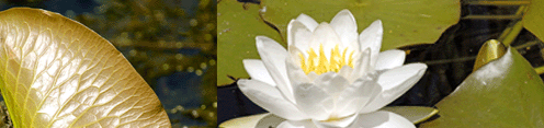 Leaf and flower of the common water lily