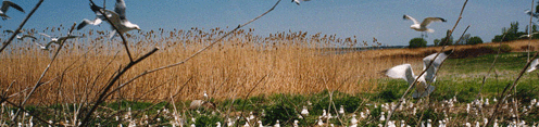 Colony of Ring-billed Gulls