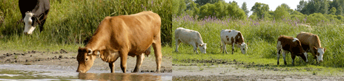 Cows in the community pasture on Île du Moine