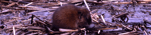 Un rat musqué sur la berge