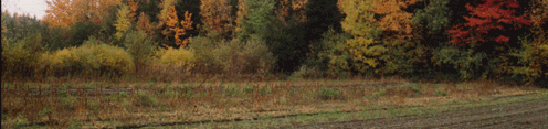 Les couleurs variées d’une forêt
