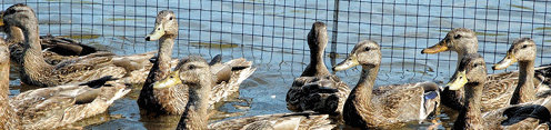 Groupe de Canards colvert