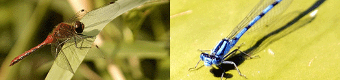 Libellule et demoiselle