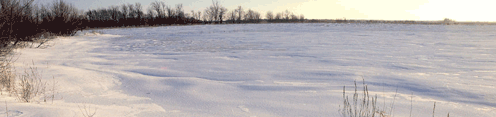 Marais en hiver