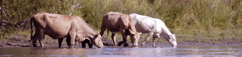 Des vaches de la commune de l’île du Moine