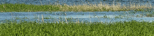 Un marais